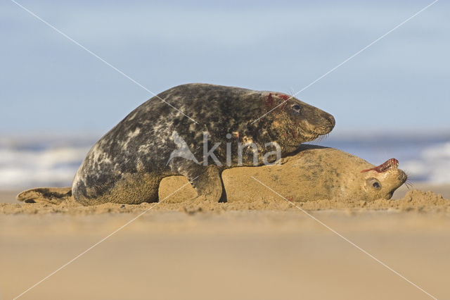 Grey Seal (Halichoerus grypus)