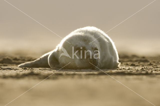 Grey Seal (Halichoerus grypus)