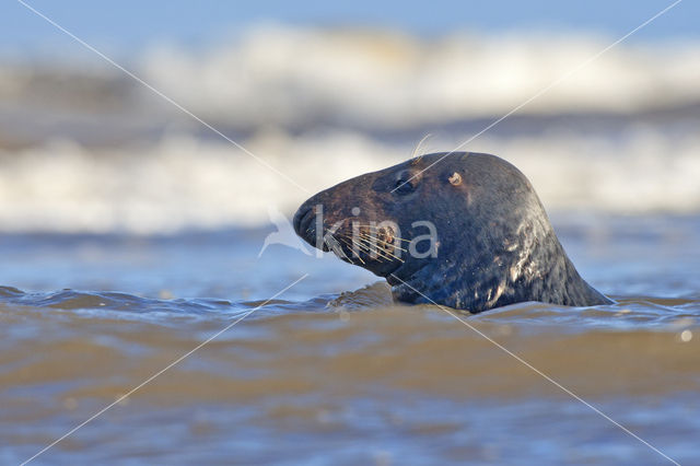 Grey Seal (Halichoerus grypus)