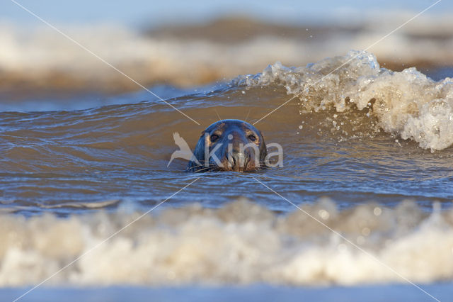 Grey Seal (Halichoerus grypus)