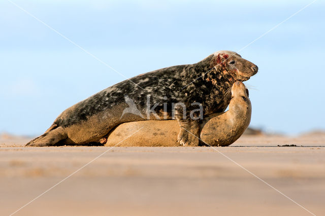 Grijze zeehond