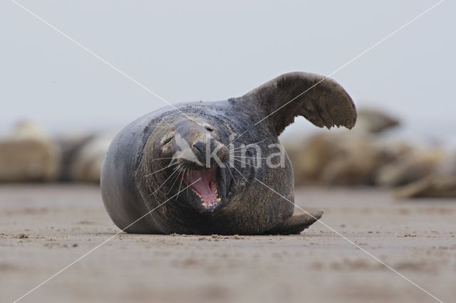 Grijze zeehond