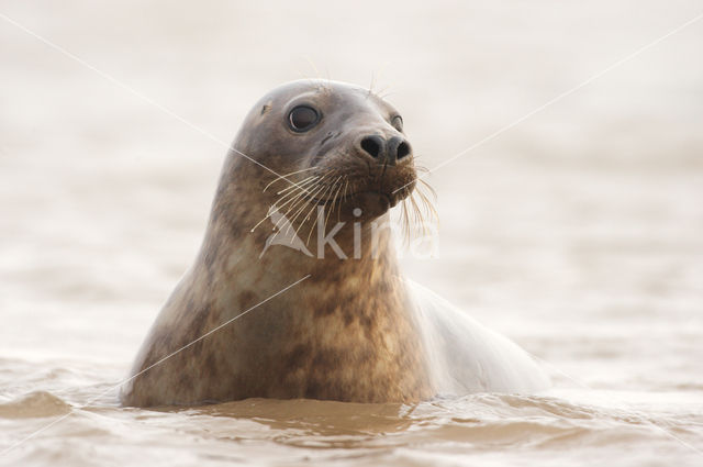 Grey Seal (Halichoerus grypus)