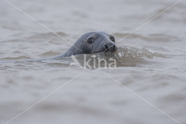 Grey Seal (Halichoerus grypus)