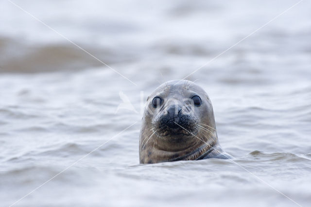 Grey Seal (Halichoerus grypus)