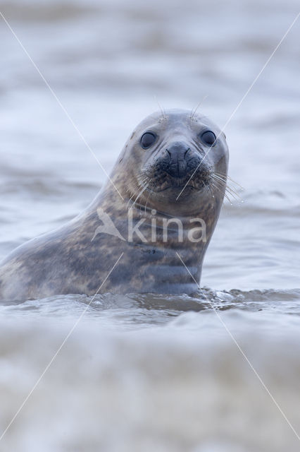 Grey Seal (Halichoerus grypus)