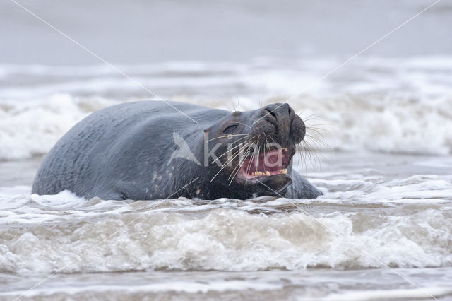 Grey Seal (Halichoerus grypus)