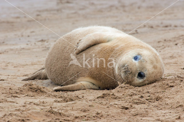 Grey Seal (Halichoerus grypus)