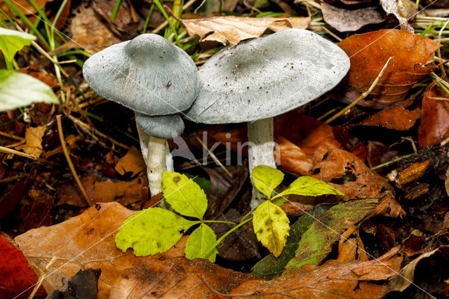 Groene anijstrechterzwam (Clitocybe odora)