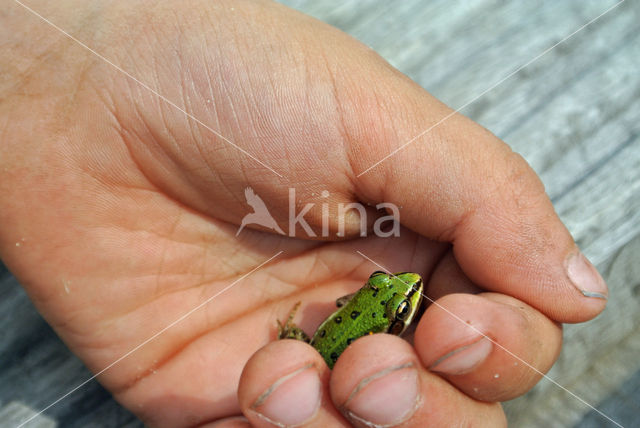 green frog (Rana esculenta