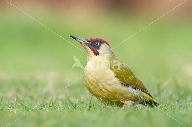 Eurasian Green Woodpecker (Picus viridis)