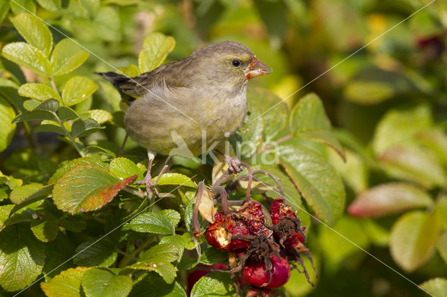 Groenling (Carduelis chloris)