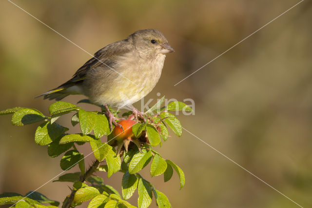 European Greenfinch (Carduelis chloris)