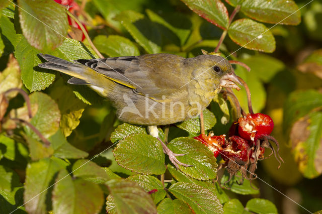 Groenling (Carduelis chloris)