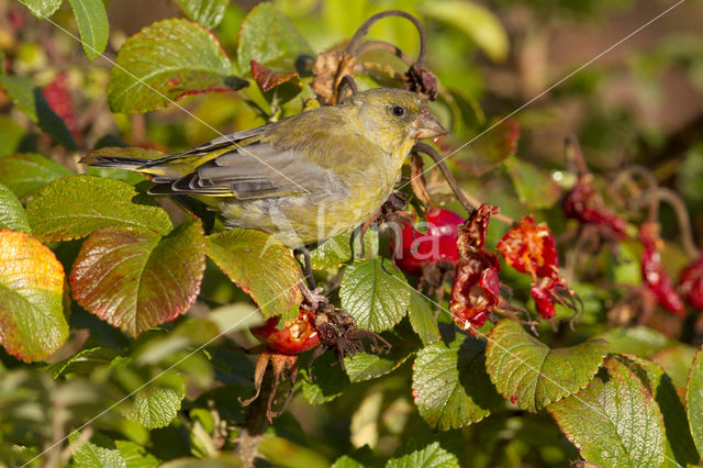 European Greenfinch (Carduelis chloris)