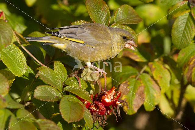 European Greenfinch (Carduelis chloris)