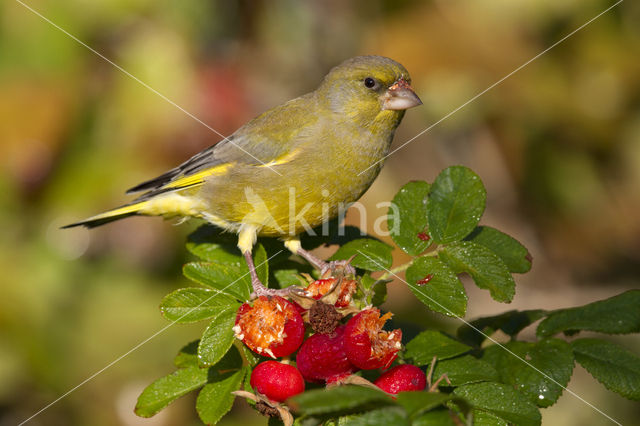 Groenling (Carduelis chloris)