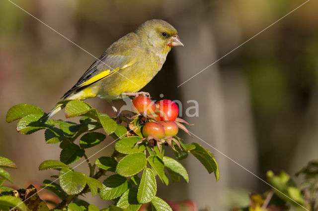 Groenling (Carduelis chloris)