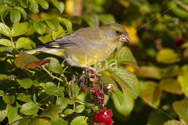 European Greenfinch (Carduelis chloris)