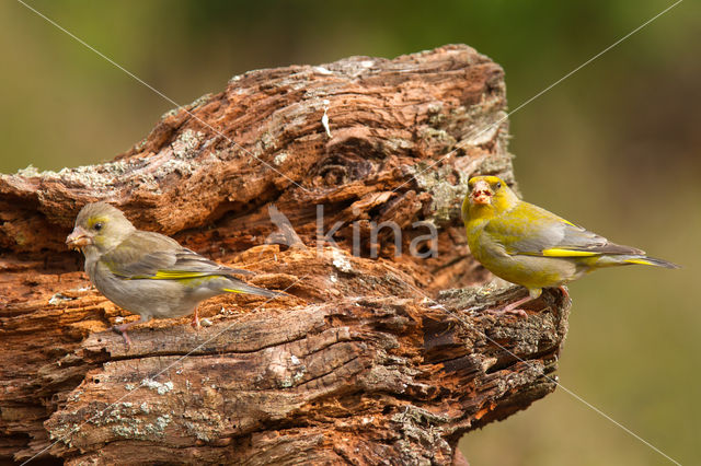 Groenling (Carduelis chloris)