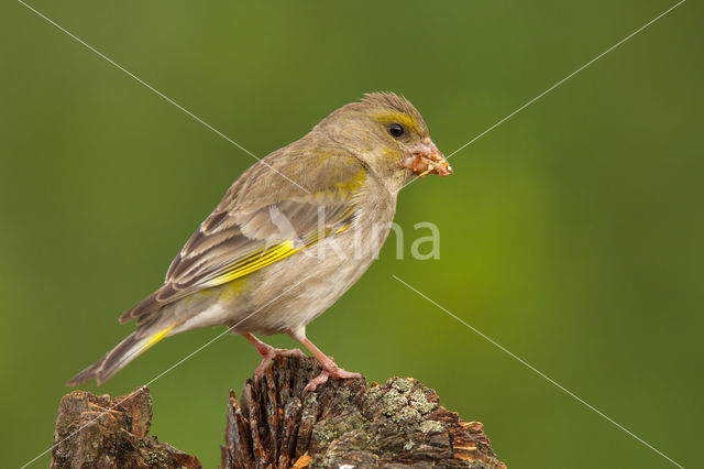 European Greenfinch (Carduelis chloris)