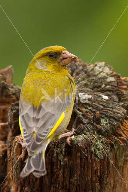 Groenling (Carduelis chloris)