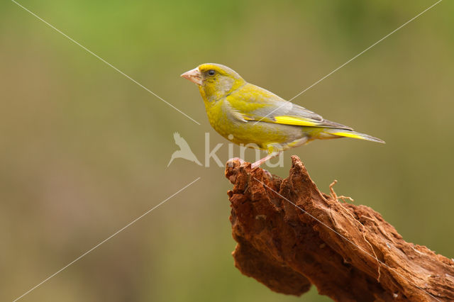 Groenling (Carduelis chloris)