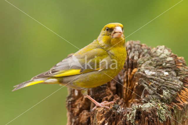 Groenling (Carduelis chloris)