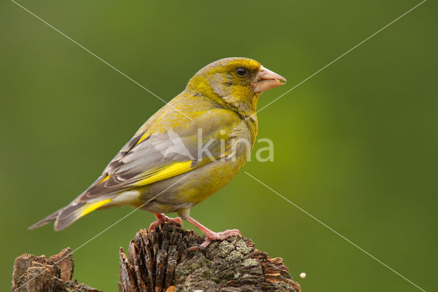 Groenling (Carduelis chloris)