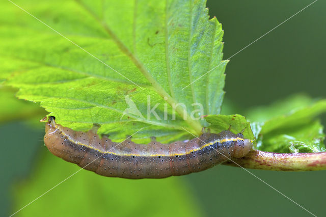 Groente-uil (Lacanobia oleracea)