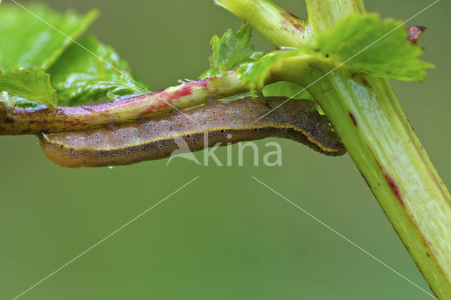 Groente-uil (Lacanobia oleracea)