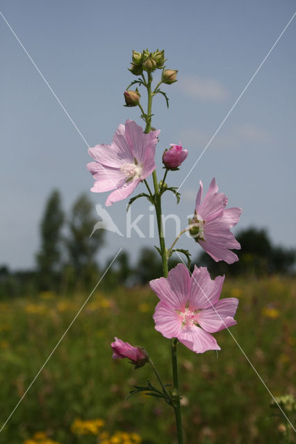 Common Mallow (Malva sylvestris)