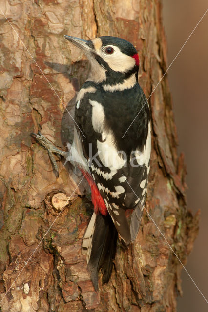 Grote Bonte Specht (Dendrocopos major)