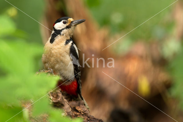 Great Spotted Woodpecker (Dendrocopos major)