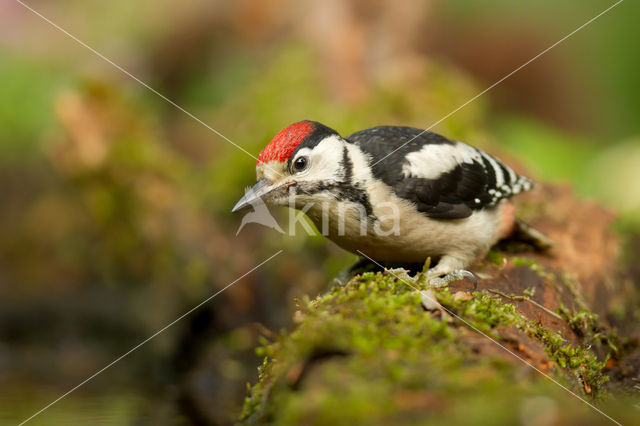 Grote Bonte Specht (Dendrocopos major)