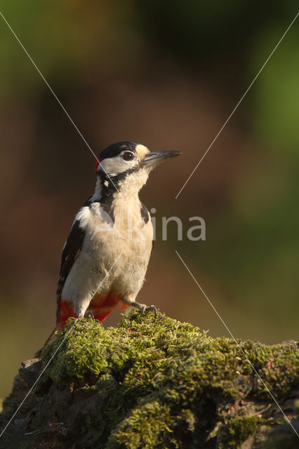 Grote Bonte Specht (Dendrocopos major)