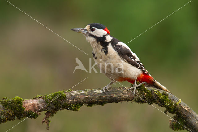 Grote Bonte Specht (Dendrocopos major)