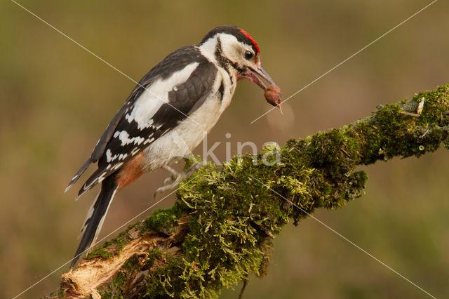 Grote Bonte Specht (Dendrocopos major)