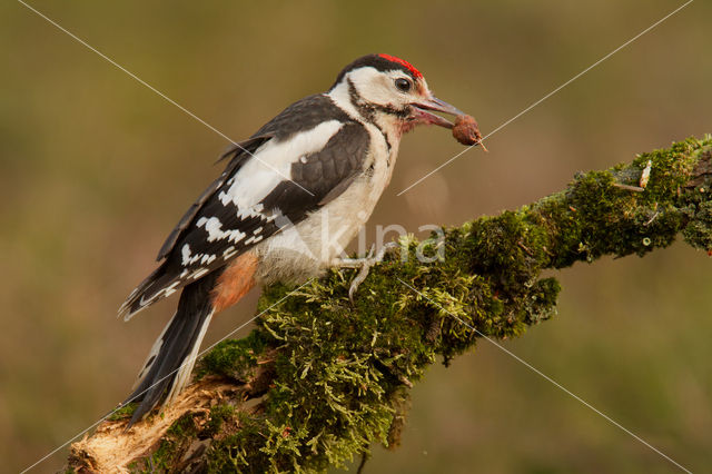 Grote Bonte Specht (Dendrocopos major)