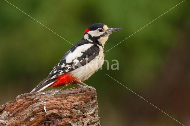 Grote Bonte Specht (Dendrocopos major)