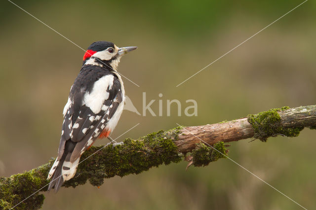 Grote Bonte Specht (Dendrocopos major)