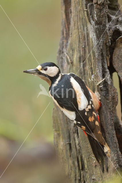 Grote Bonte Specht (Dendrocopos major)