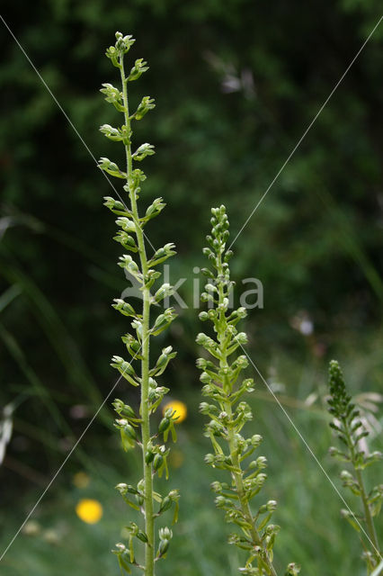 Common Twayblade (Neottia ovata