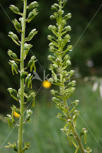 Common Twayblade (Neottia ovata
