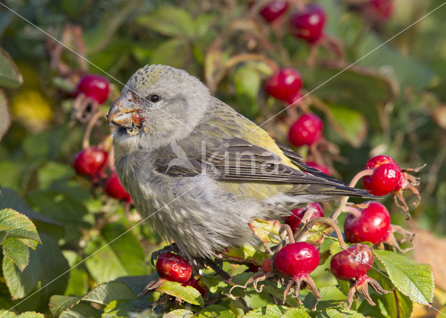 Parrot Crossbill (Loxia pytyopsittacus)