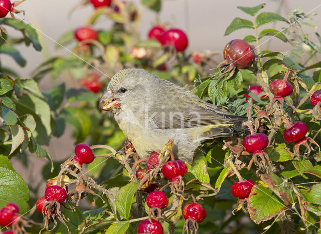 Grote Kruisbek (Loxia pytyopsittacus)