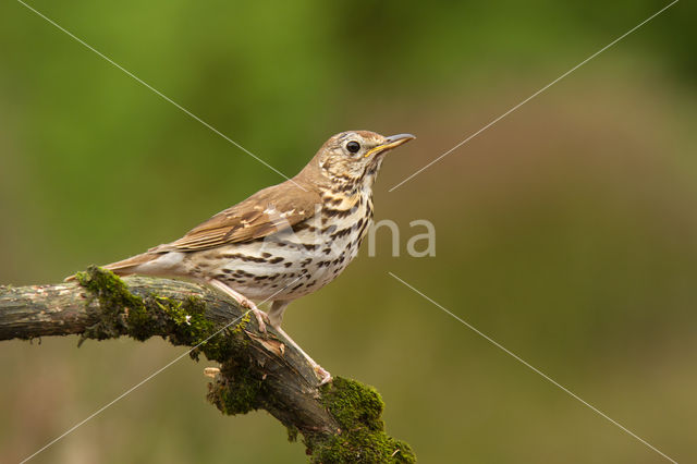 Grote Lijster (Turdus viscivorus)