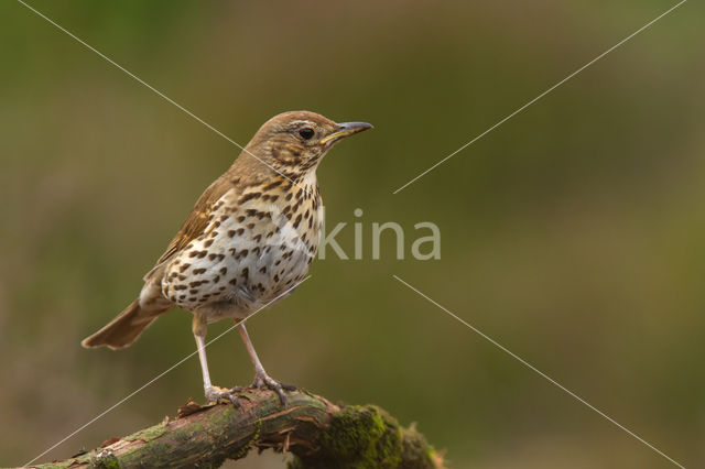 Grote Lijster (Turdus viscivorus)