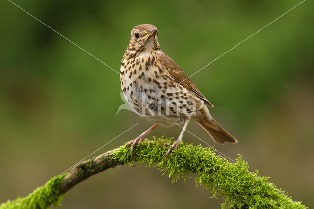 Grote Lijster (Turdus viscivorus)