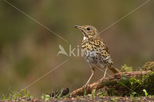 Mistle Thrush (Turdus viscivorus)